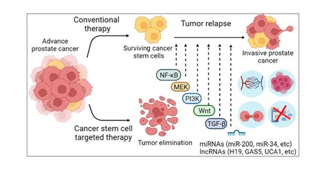 stem cell pathway cancer therapy